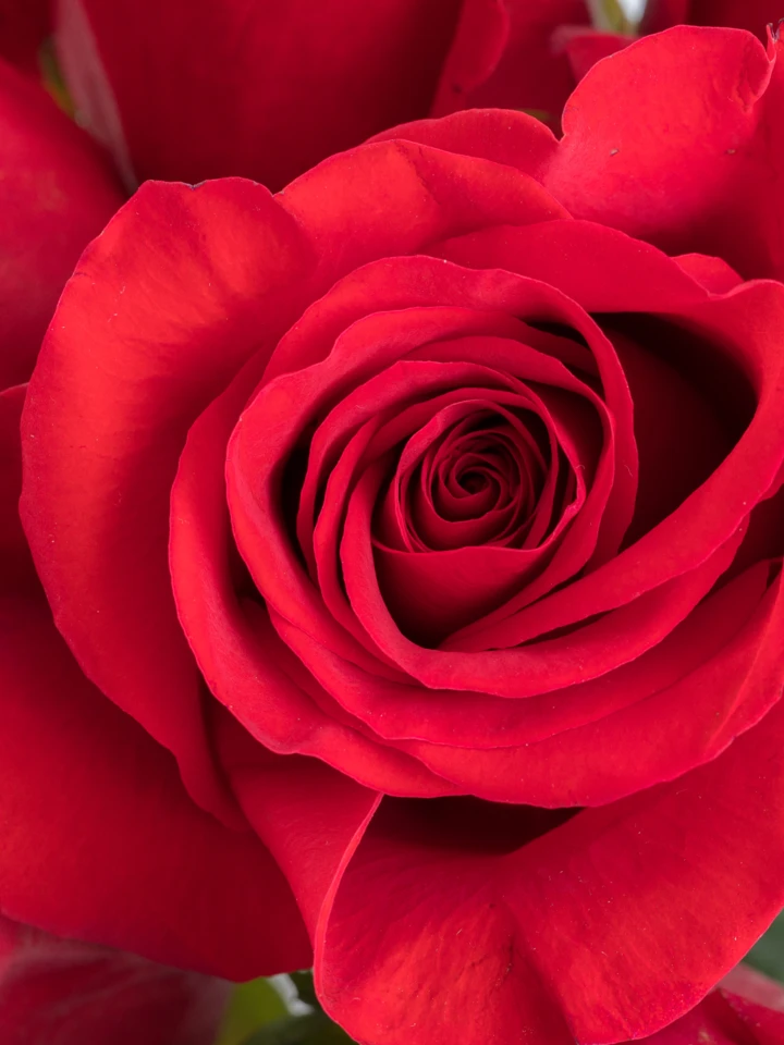 Vivid Charm 100pcs Red Rose Vase - Image 3