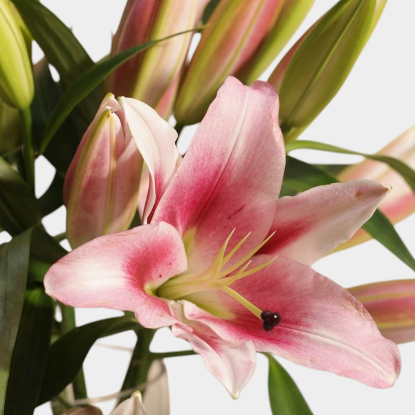 Elegant Pink Lily Vase β Timeless Beauty - Image 3