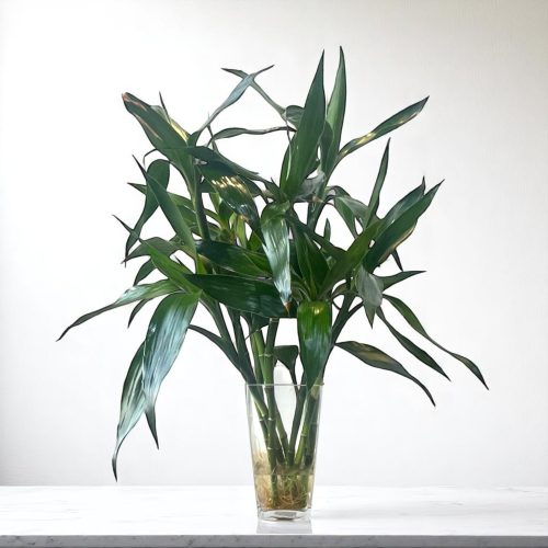 Prosperity Grove – 9-Stalk Lucky Bamboo in Glass Vase