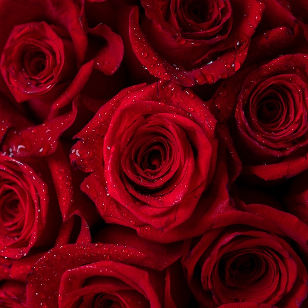 Majestic Romance – 200 Red Rose Grand Bouquet - Image 2